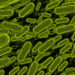 Bacterias
